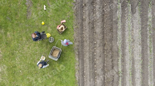 Preview: Aerial shot of people harvesting using a wheelbarrow in an agricultural field