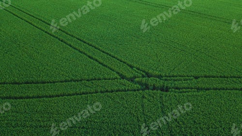 Preview: Aerial drone view of green rice field with landscape green pattern nature background. Horizontal.