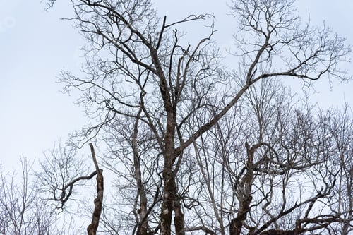 Preview: Closeup shot of bare trees on a gloomy day