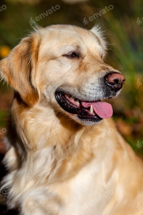 Preview: Golden Retriever