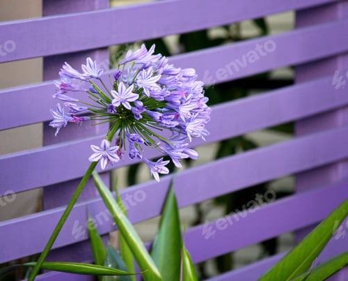 Preview: Purple agapanthus flower in front of a purple fence