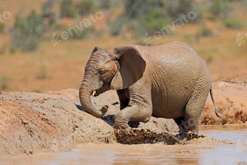 Preview: African elephant playing in mud - South Africa