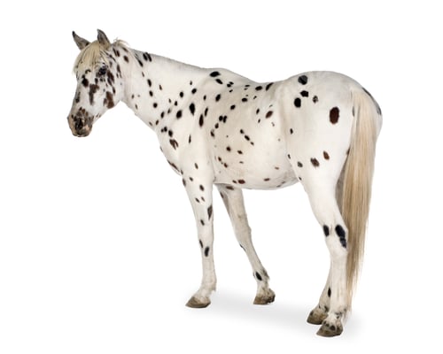 Preview: Appaloosa horse
