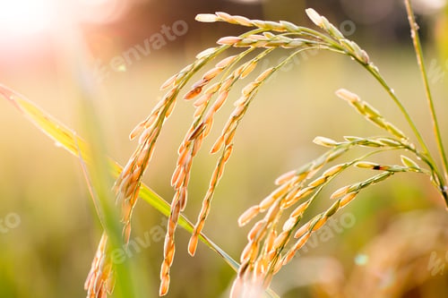 Preview: close up of yellow green rice field