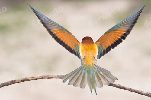 Preview: Bird standing on tree branch