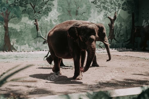Preview: two elephants playing together