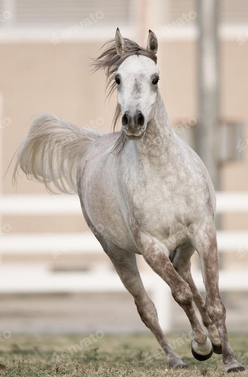 Preview: arabian, horse, mare, stallion, riding