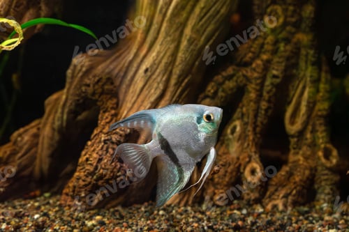 Preview: Tropical Fish Pterophyllum Scalare Altum, Angelfish Swimming In Aquarium With Wooden Decor.
