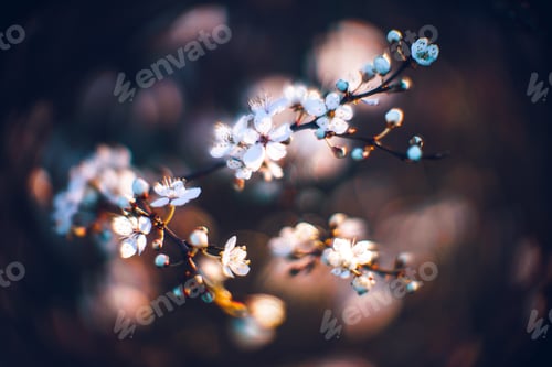 Preview: Closeup shot of a beautiful blossomed cherry tree was a beautiful spring, flowery background
