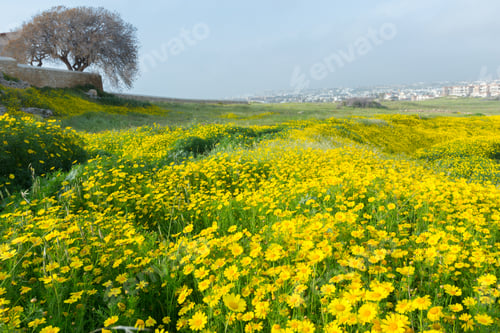 Preview: Spring background with beautiful yellow flowers