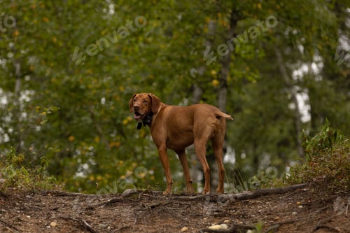 Preview: Beautiful brown Vizsla stands atop a grassy hill overlooking a lush forest