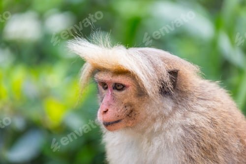 Preview: Monkey