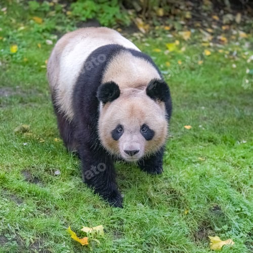 Preview: A giant panda in greenery field