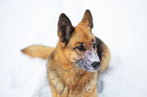 Preview: A dog of East European Shepherd breed lies in snowy cold frosty winters in the snow. Nose in snow