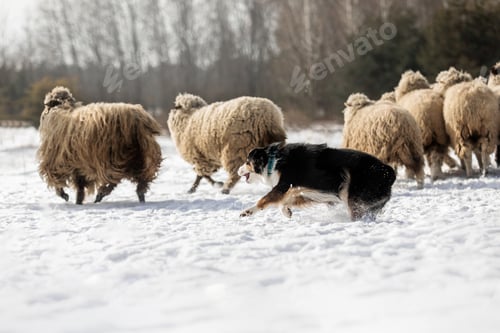 Preview: Australian Shepherd Dog herding a group of sheep. Dog breed's working ability. Working dog