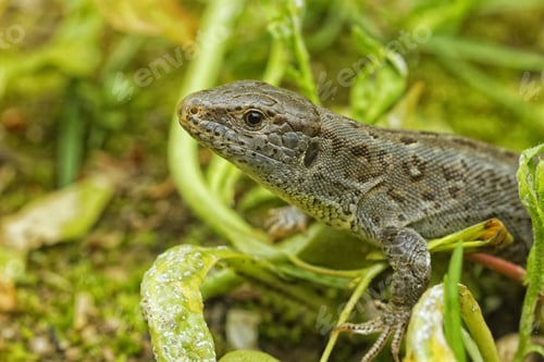 Preview: Lizard (Lacerta agilis) in a nature