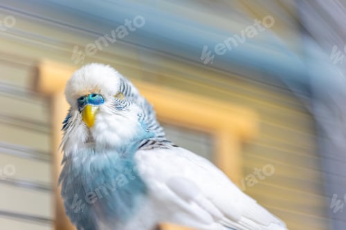 Preview: Blue and white budgerigar. Pets concept and domestic birds.