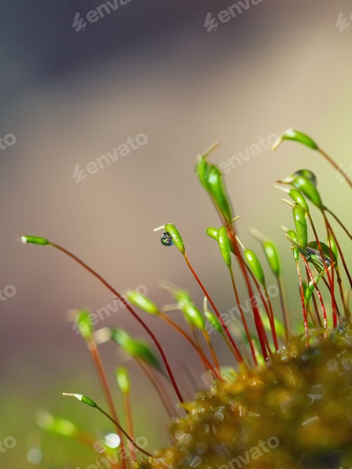 Preview: macro shot of some moss spores absorbing raindrops