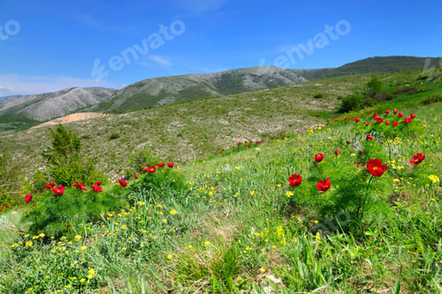 Preview: Meadow with green grass and red poppy flowers
