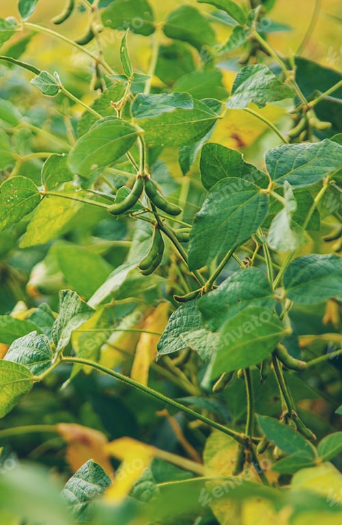 Preview: soybean grows on the field. Selective focus.