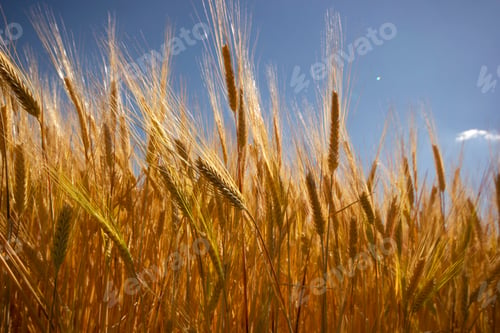 Preview: Farming. Wheat field in summer.