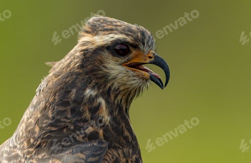 Preview: Snail Kite in South Florida