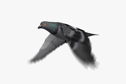 Preview: Flying Dark Rock Pigeon - Animated Bird