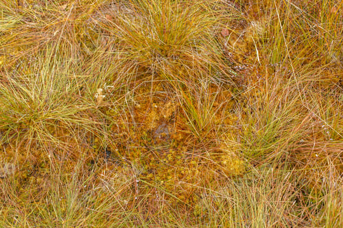 Preview: Autumn landscape in the swamp lakes. Berezinskiy National Park, Belarus