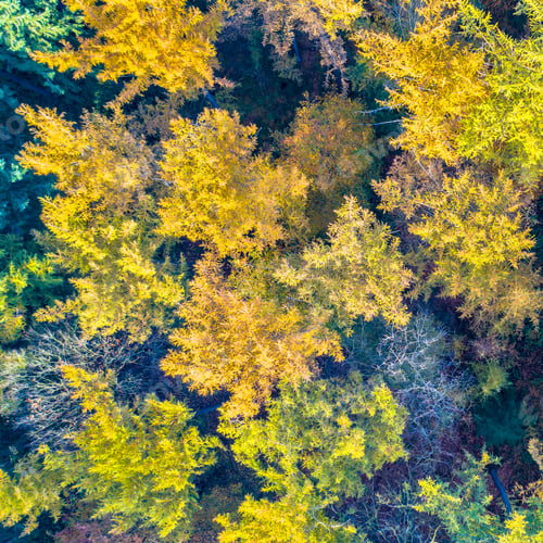 Preview: aerial view of autumn forest with colorful foliage
