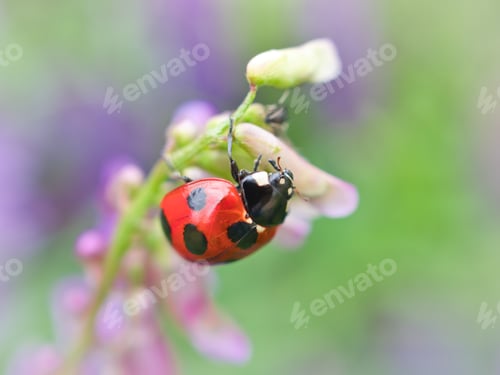 Preview: Ladybug