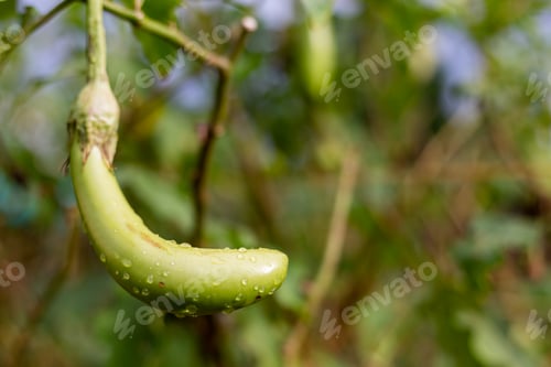 Preview: Green eggplant growing outside after rain.