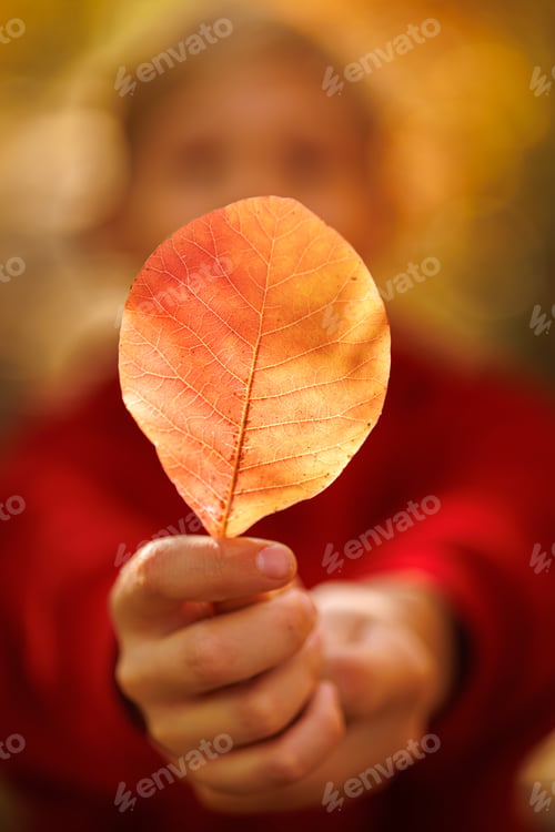Preview: In the fall park, the boy grabbed a leaf with both hands and pulled it forward.