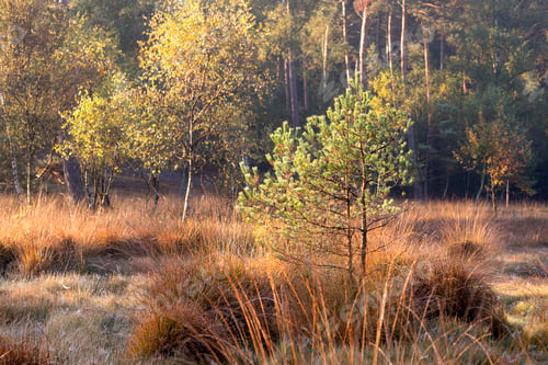Preview: swamp during autumn sunny day