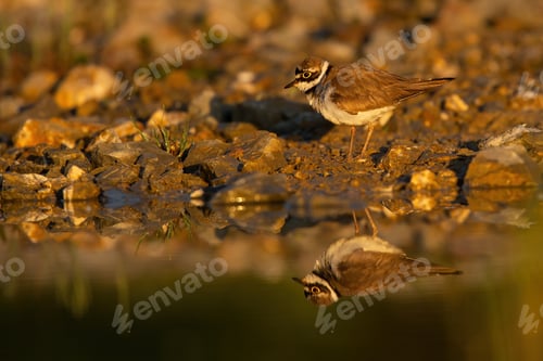 Preview: Little ringed plover standing on the riverbank in autumn