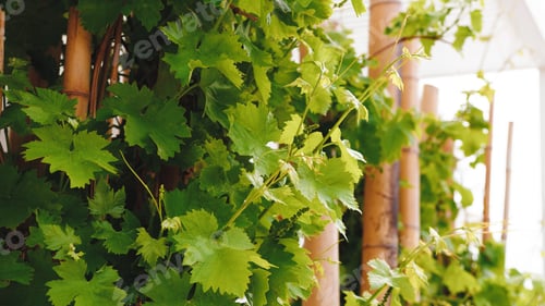 Preview: Vine leaves before the harvest