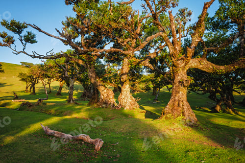 Preview: Fanal forest trees on Madeira island, Portugal