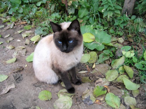 Preview: Siamese cat