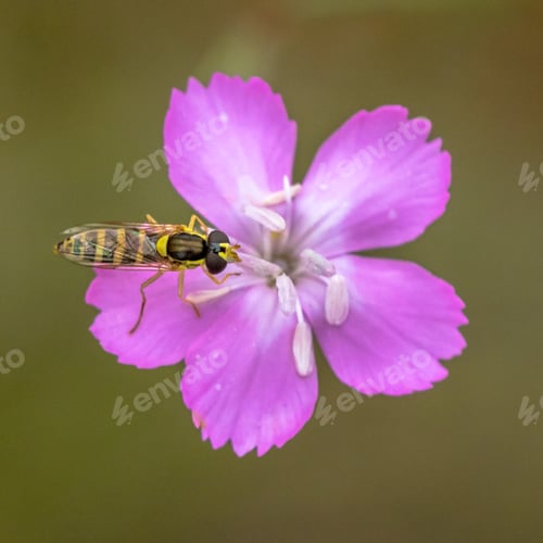 Preview: Maiden pink flower with hoverfly