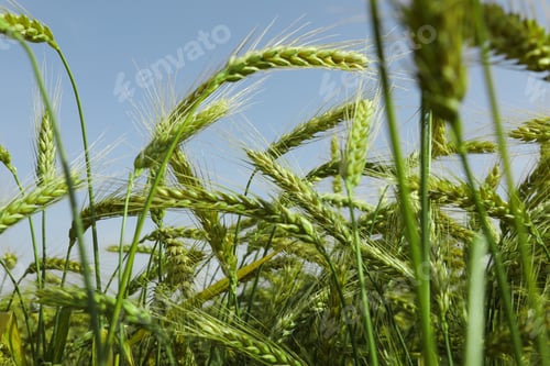 Preview: Closeup view of agricultural field with ripening wheat crop
