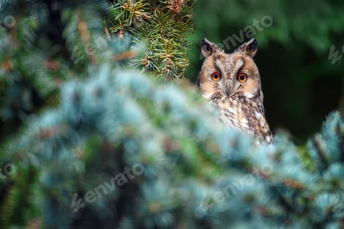 Preview: Owl sit in a tree and looking on the the camera