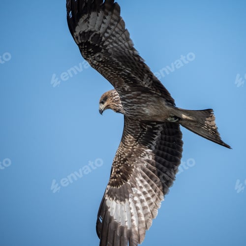 Preview: Black kite in flight against a blue sky with wings outstretched.
