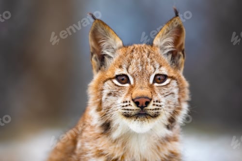 Preview: Close-up portrait of beautiful eurasian lynx in the forest