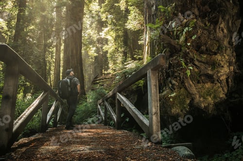Preview: Tourist with Backpack on the Redwood Forest Trail