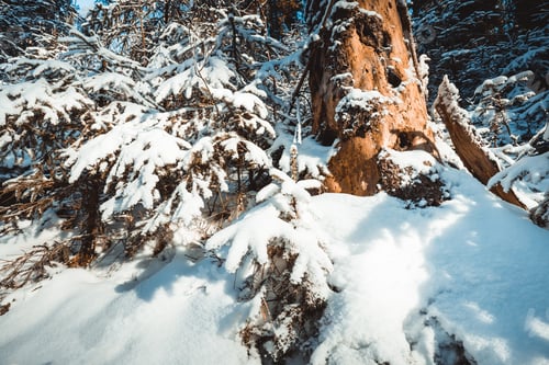 Preview: Winter wonderland forest under fresh snow landscape