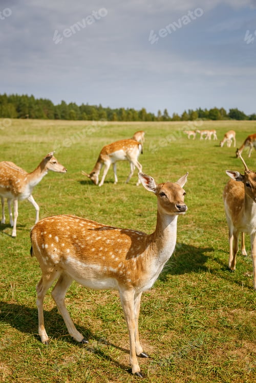 Preview: Beautiful spotted deer standing in green meadow field with herd grazing