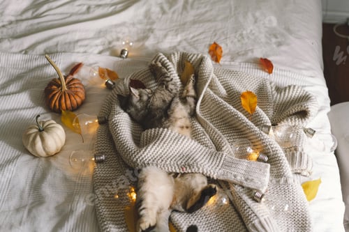 Preview: A cute cat on a soft sweater on a bed with decorative garland. Autumn or winter concepts.