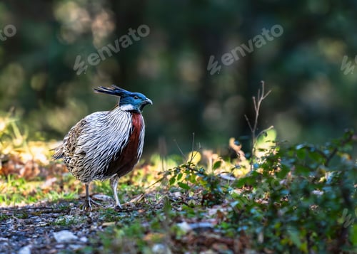Preview: Colorful pheasant on forest floor