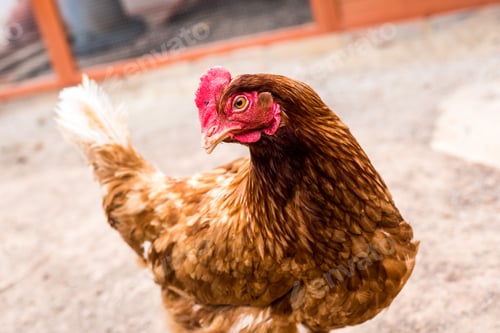 Preview: Hen with red crest in chicken coop