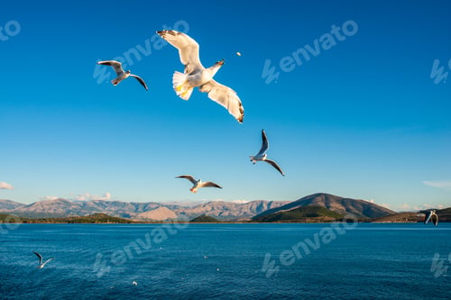 Preview: Seagulls flying above Ionian sea