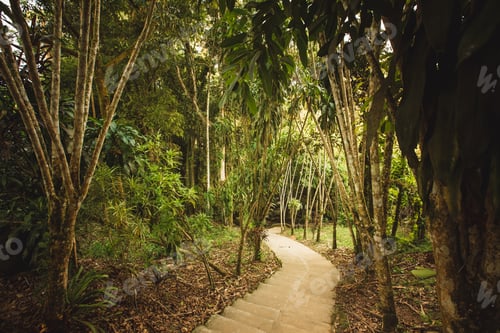 Preview: The Green Jungle Of Thailand - Track Steps